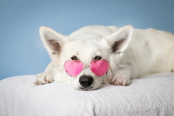 FOR DOGS