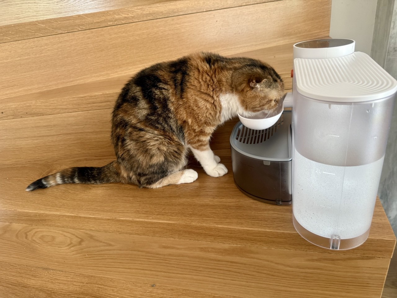 🐾 The Nancy Fountain – No Filters. Just Freshness