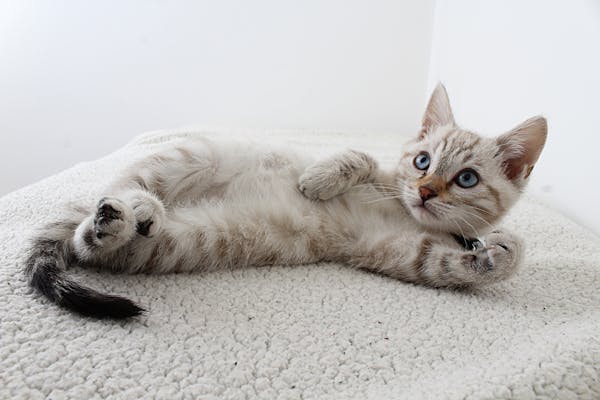 FOR CATS