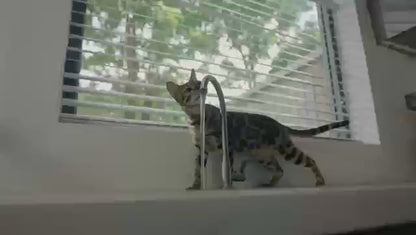 Stainless Cat Fountain — Fresh Water with 60-Second Care